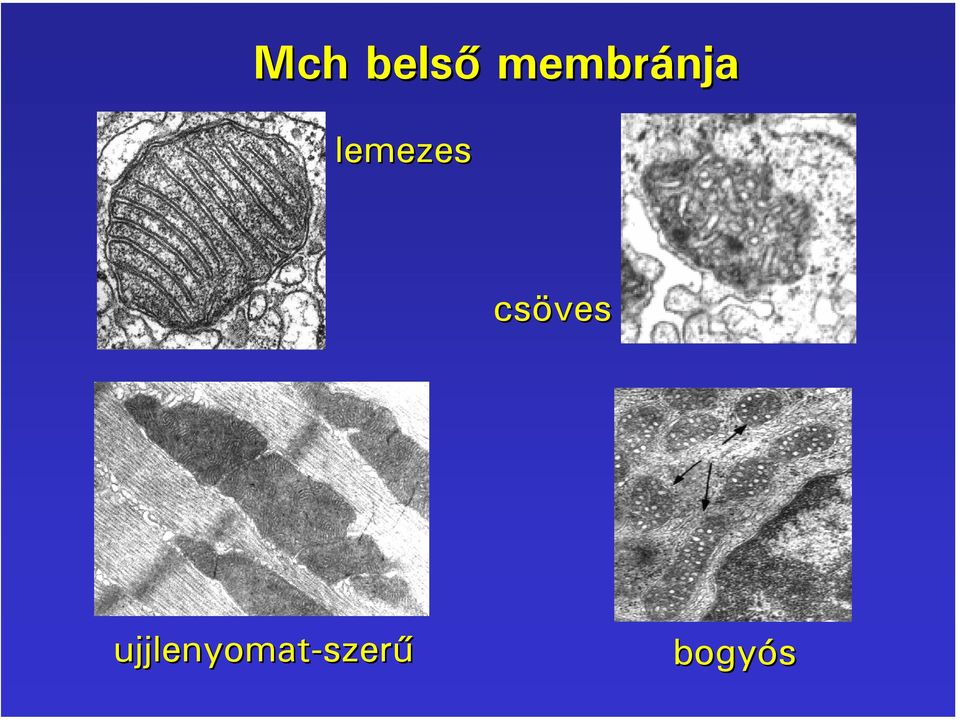 lemezes csöves