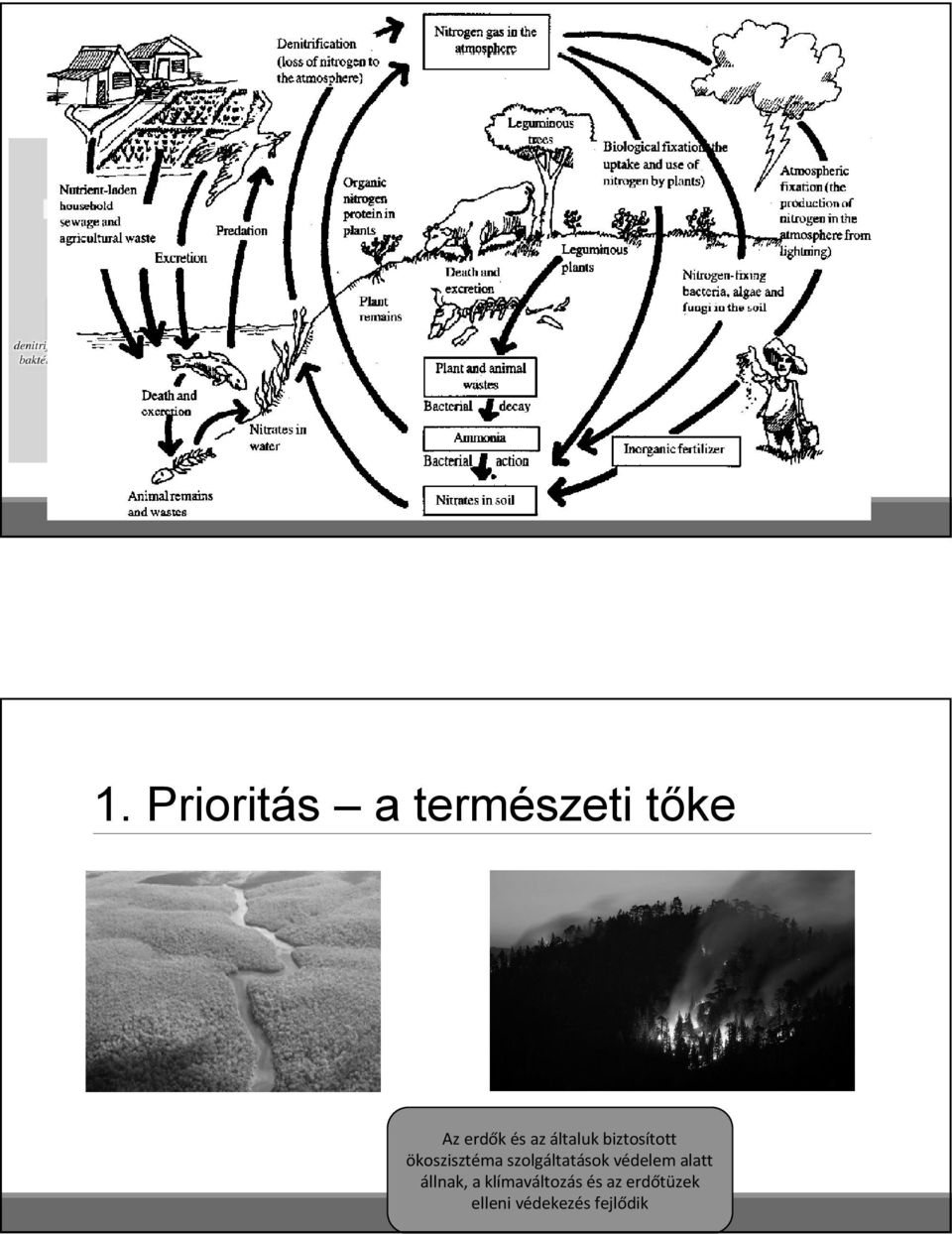 Prioritás a természeti tőke Az erdők és az általuk biztosított ökoszisztéma