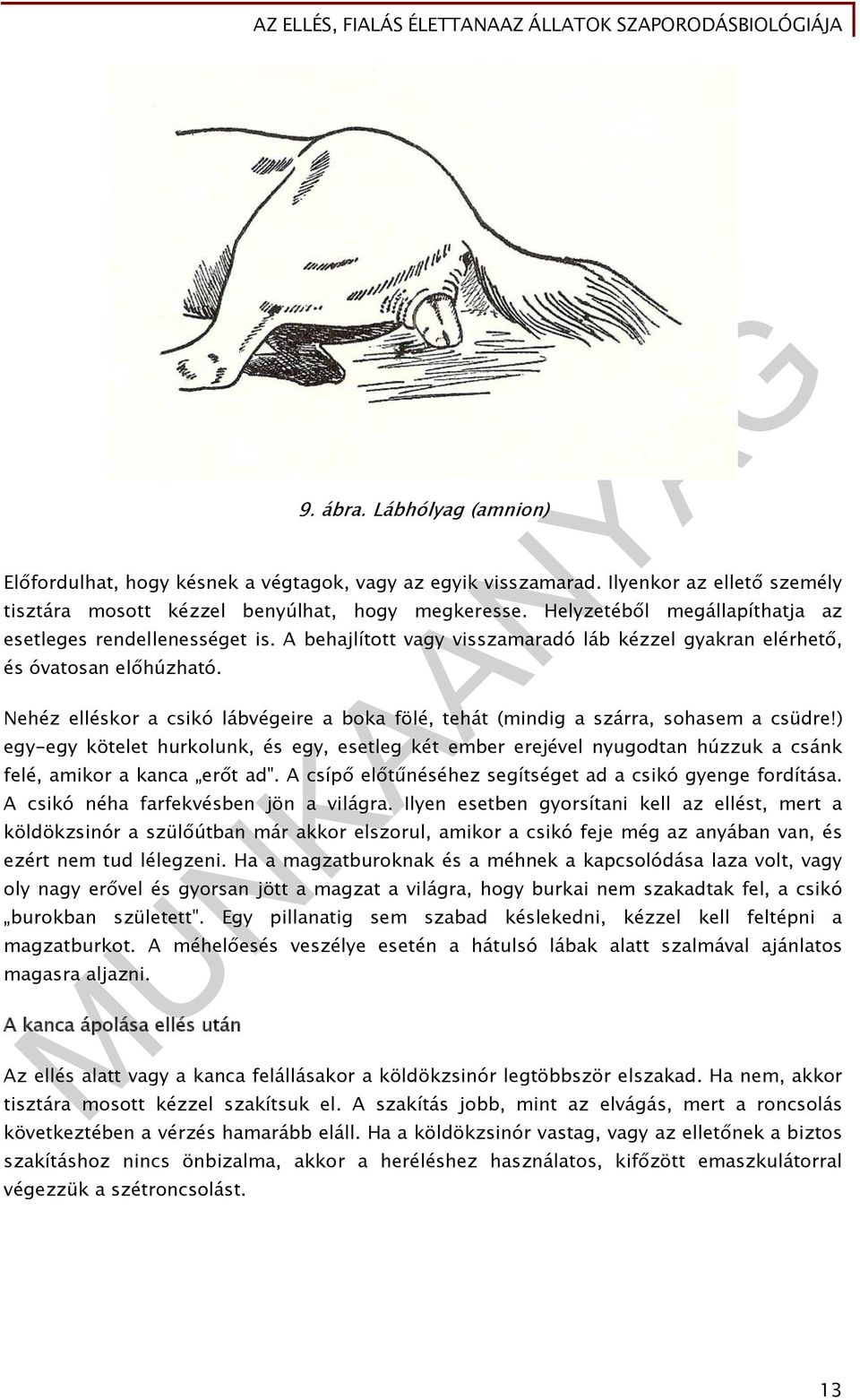 A behajlított vagy visszamaradó láb kézzel gyakran elérhető, és óvatosan előhúzható. Nehéz elléskor a csikó lábvégeire a boka fölé, tehát (mindig a szárra, sohasem a csüdre!