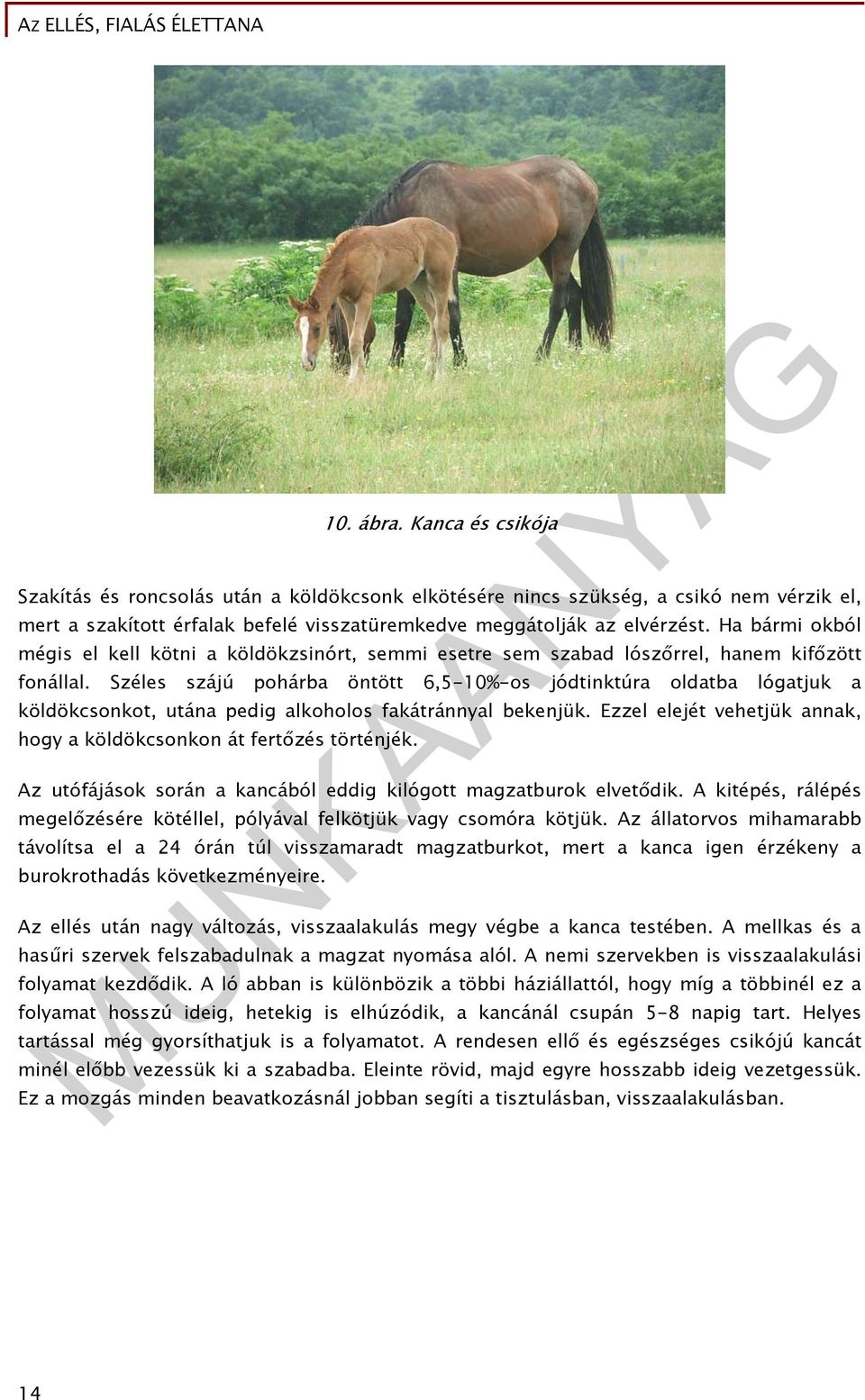 Ha bármi okból mégis el kell kötni a köldökzsinórt, semmi esetre sem szabad lószőrrel, hanem kifőzött fonállal.