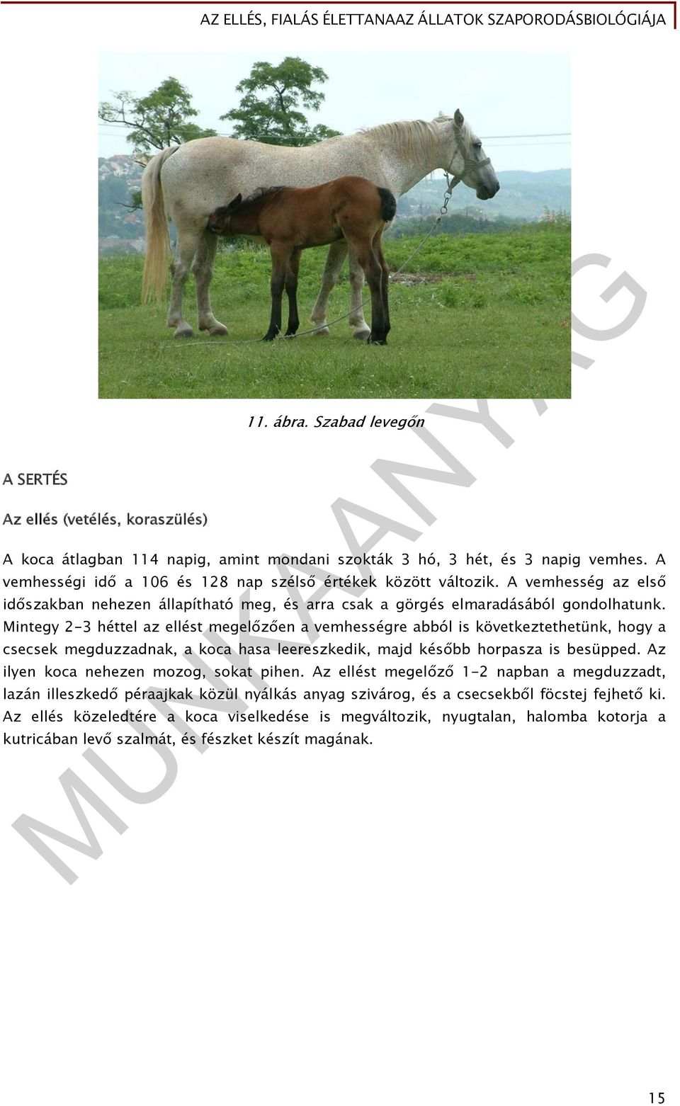 A vemhesség az első időszakban nehezen állapítható meg, és arra csak a görgés elmaradásából gondolhatunk.