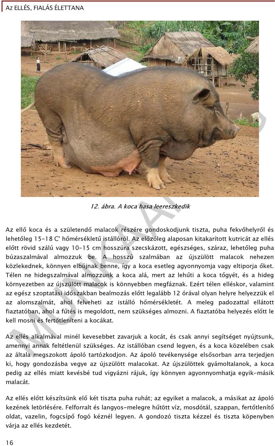 A hosszú szalmában az újszülött malacok nehezen közlekednek, könnyen elbújnak benne, így a koca esetleg agyonnyomja vagy eltiporja őket.