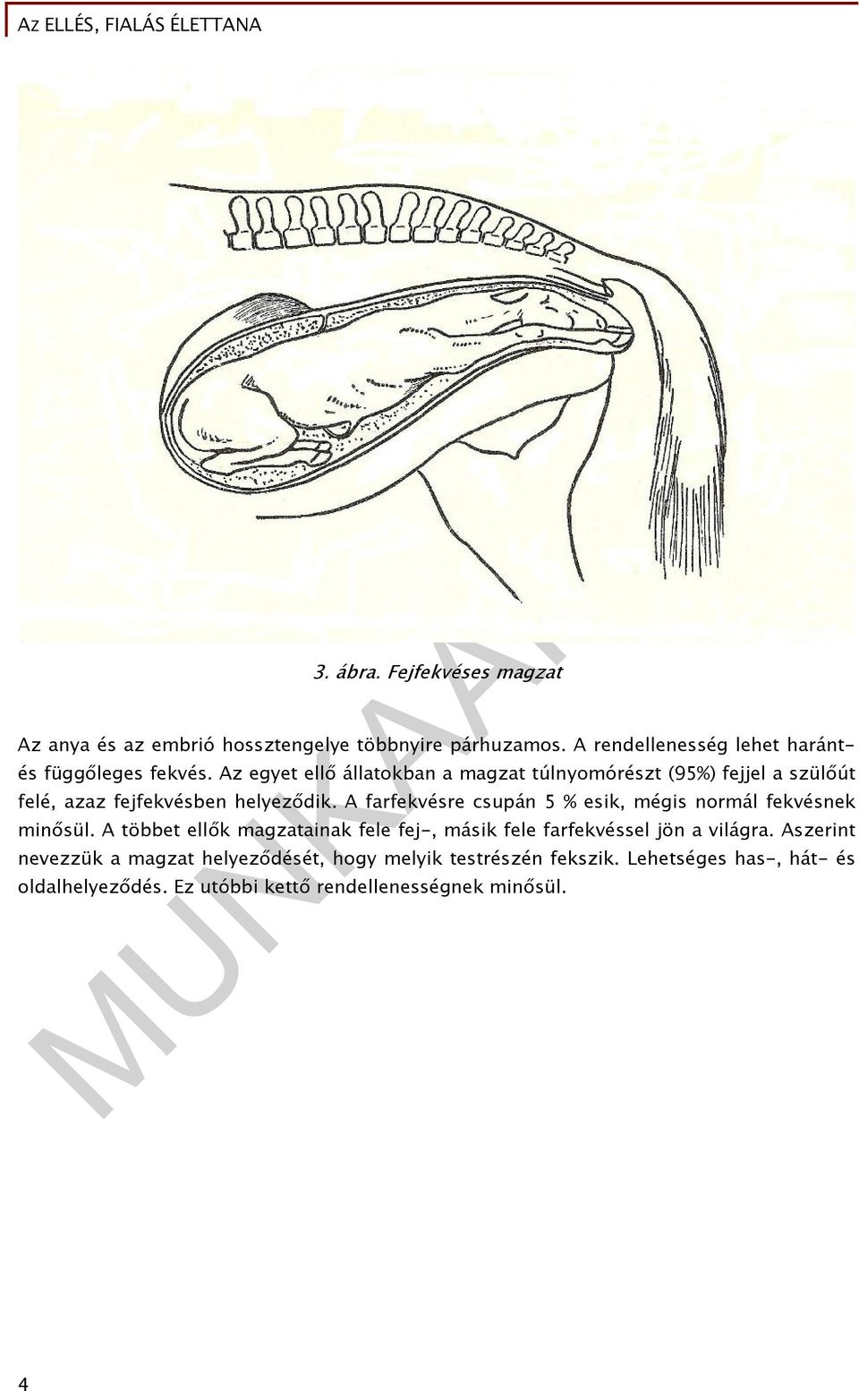 Az egyet ellő állatokban a magzat túlnyomórészt (95%) fejjel a szülőút felé, azaz fejfekvésben helyeződik.