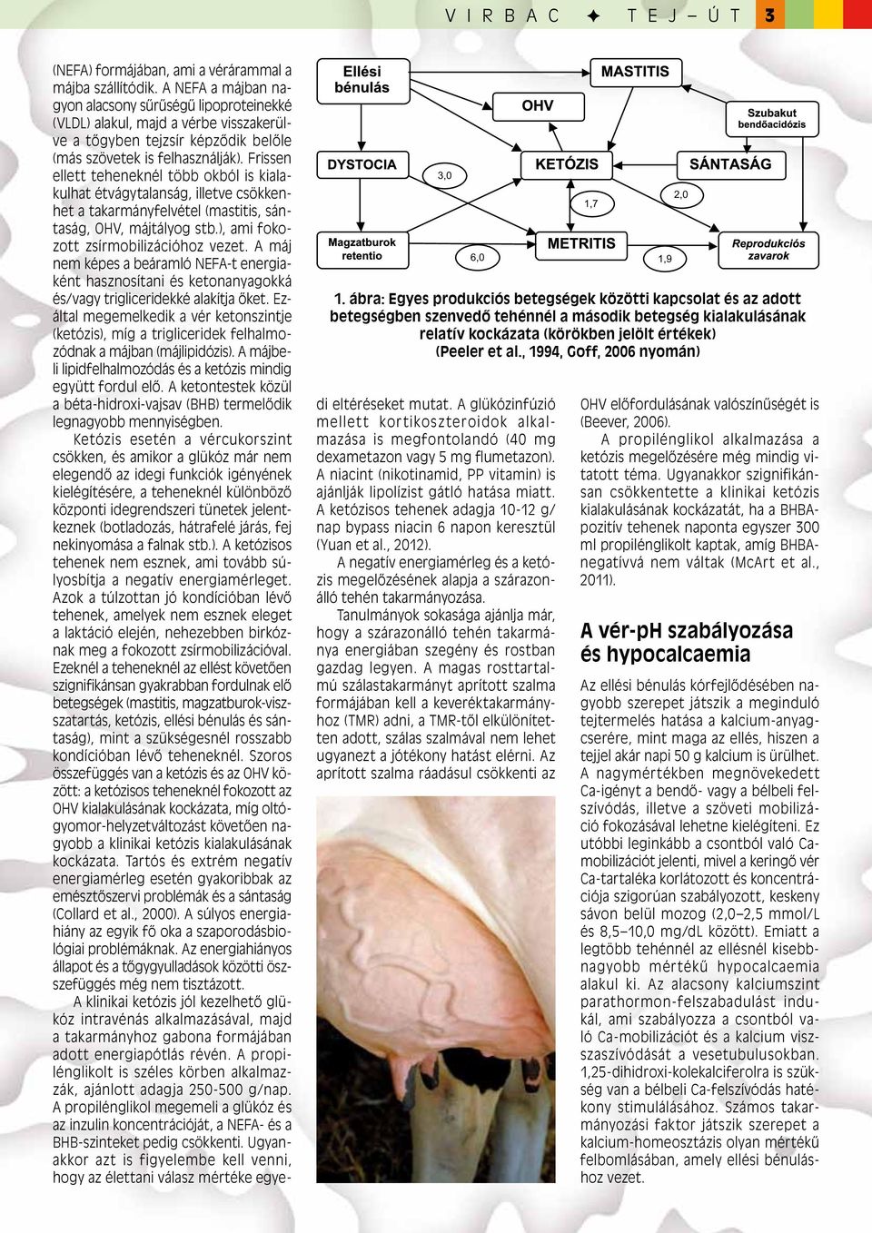 , 1994, Goff, 2006 nyomán) (NEFA) formájában, ami a vérárammal a májba szállítódik.