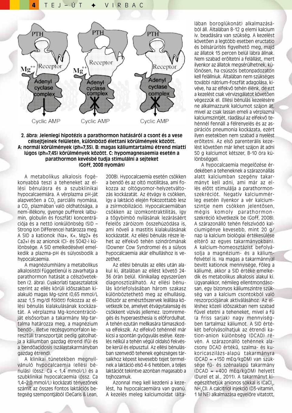 C: hypomagnesaemia esetén a parathormon kevésbé tudja stimulálni a sejteket (Goff, 2008 nyomán) A metabolikus alkalosis fogékonyabbá teszi a teheneket az ellési bénulásra és a szubklinikai