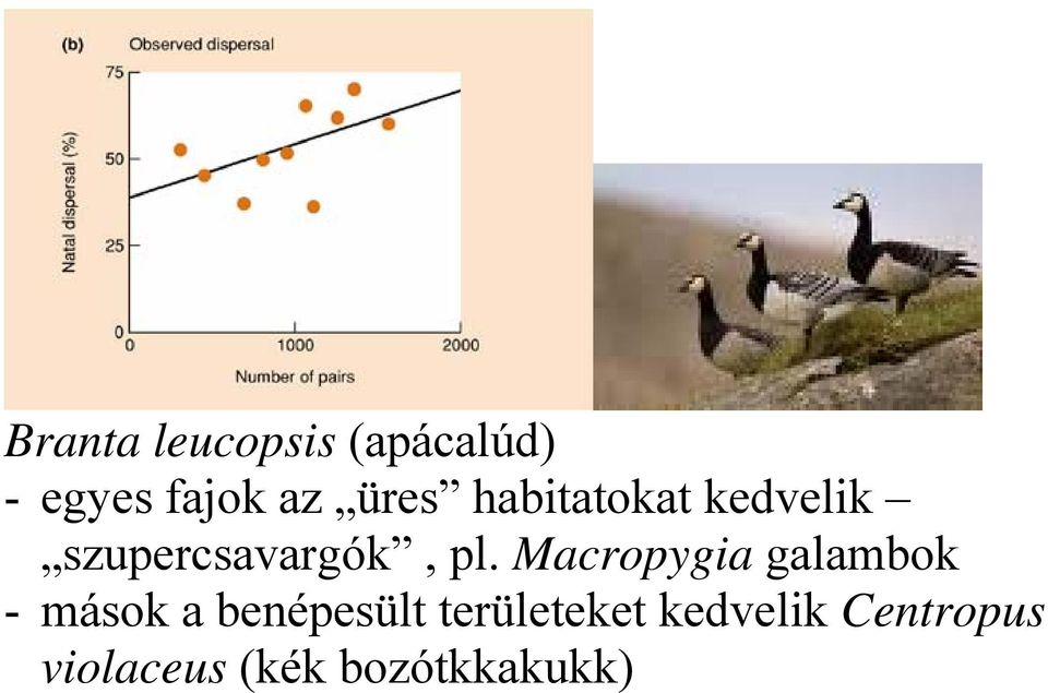 Macropygia galambok - mások a benépesült