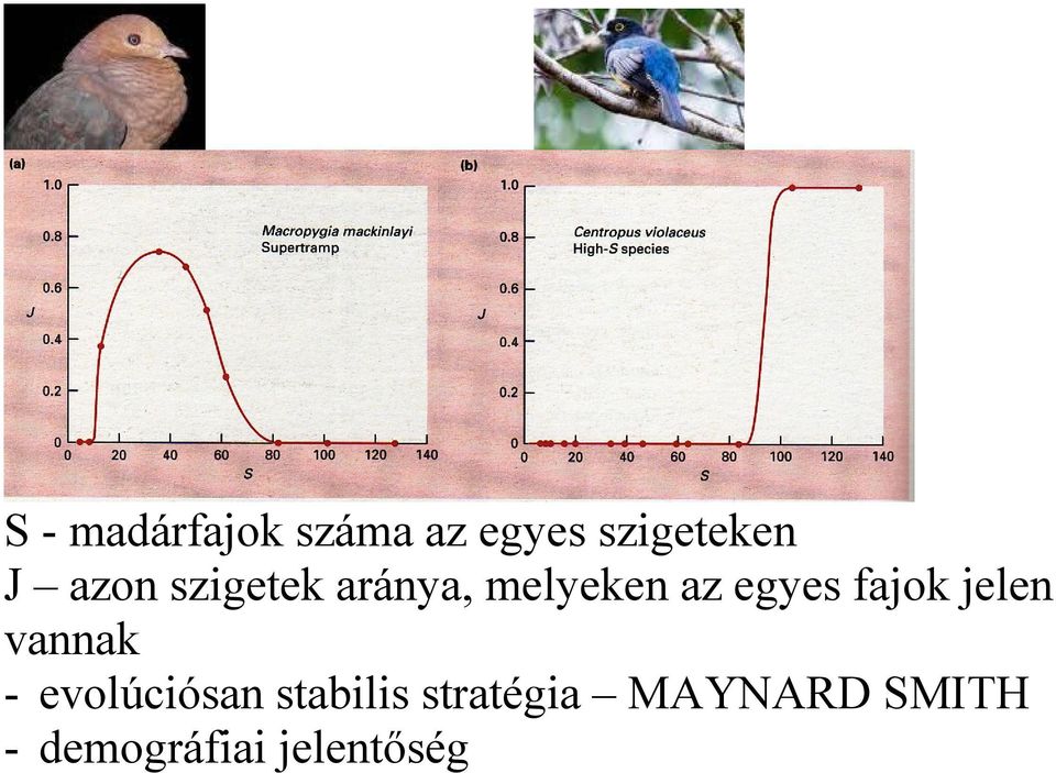 fajok jelen vannak - evolúciósan stabilis