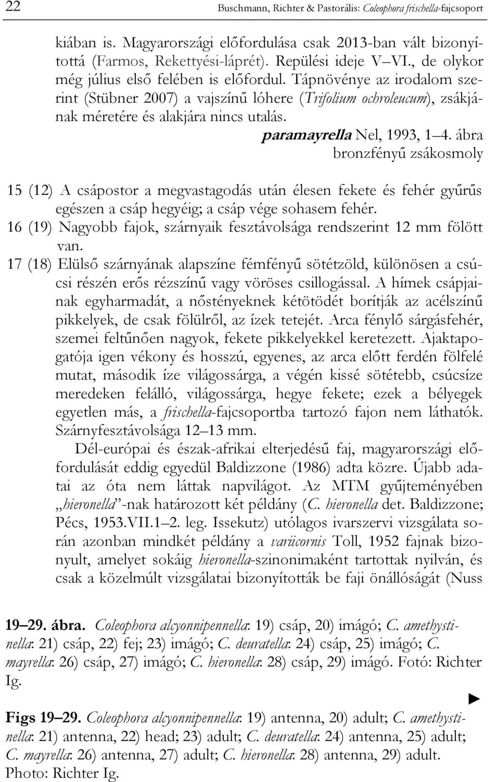 paramayrella Nel, 1993, 1 4. ábra bronzfényű zsákosmoly 15 (12) A csápostor a megvastagodás után élesen fekete és fehér gyűrűs egészen a csáp hegyéig; a csáp vége sohasem fehér.