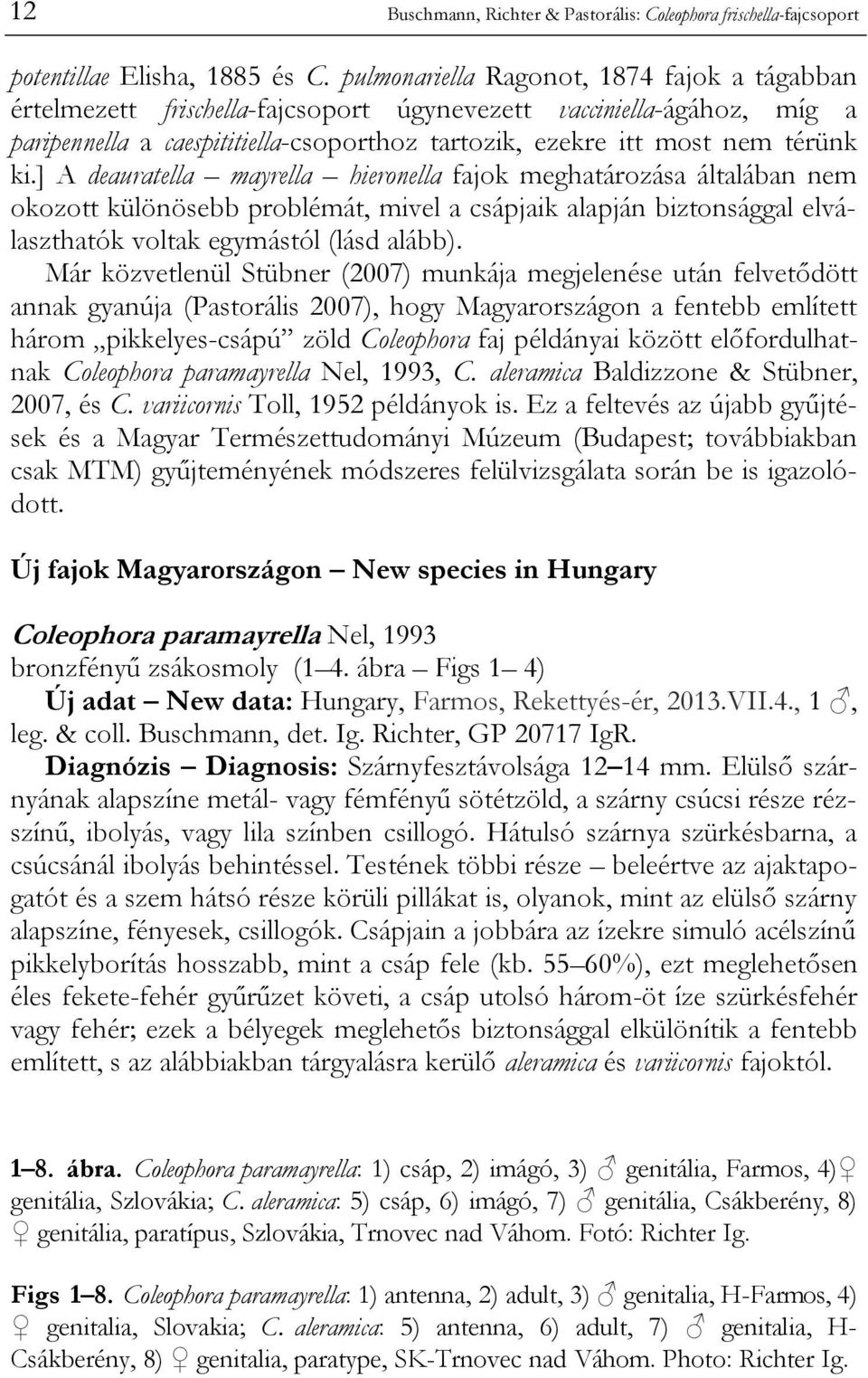 ] A deauratella mayrella hieronella fajok meghatározása általában nem okozott különösebb problémát, mivel a csápjaik alapján biztonsággal elválaszthatók voltak egymástól (lásd alább).
