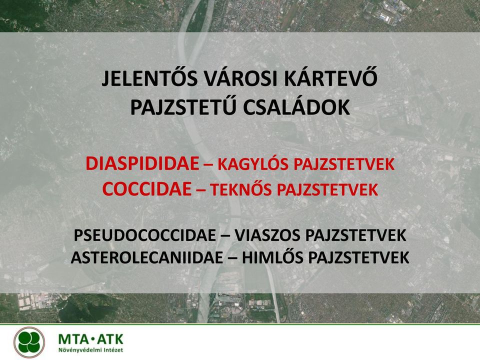 TEKNŐS PAJZSTETVEK PSEUDOCOCCIDAE VIASZOS