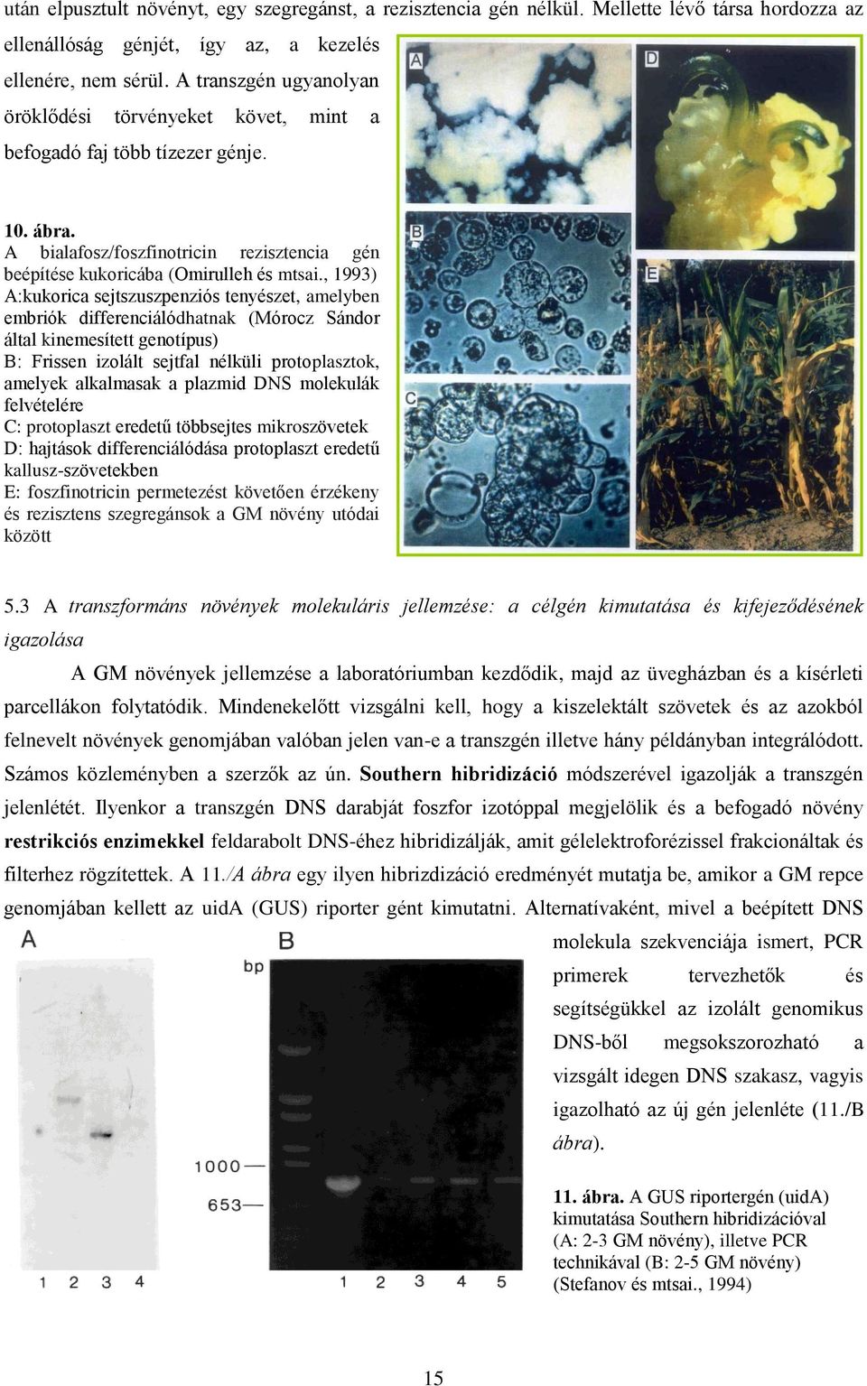 , 1993) A:kukorica sejtszuszpenziós tenyészet, amelyben embriók differenciálódhatnak (Mórocz Sándor által kinemesített genotípus) B: Frissen izolált sejtfal nélküli protoplasztok, amelyek alkalmasak