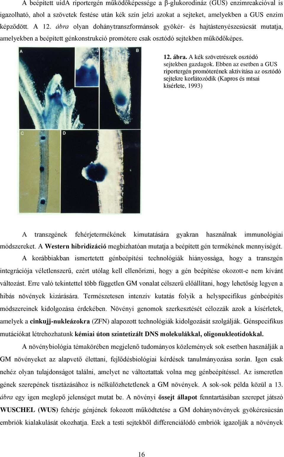 Ebben az esetben a GUS riportergén promóterének aktivitása az osztódó sejtekre korlátozódik (Kapros és mtsai kísérlete, 1993) A transzgének fehérjetermékének kimutatására gyakran használnak