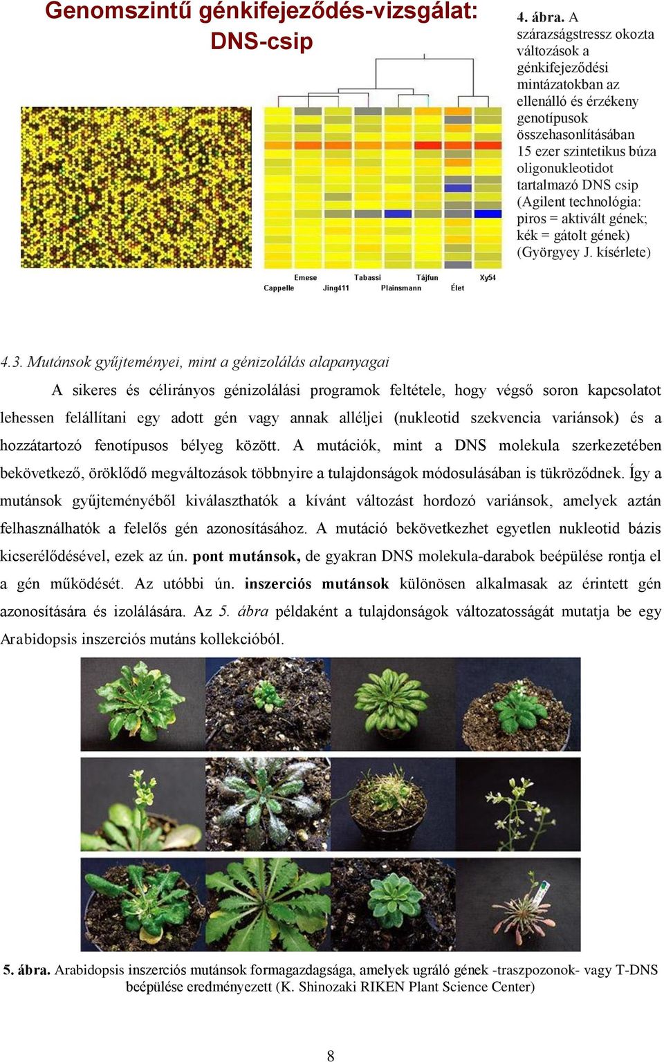technológia: piros = aktivált gének; kék = gátolt gének) (Györgyey J.