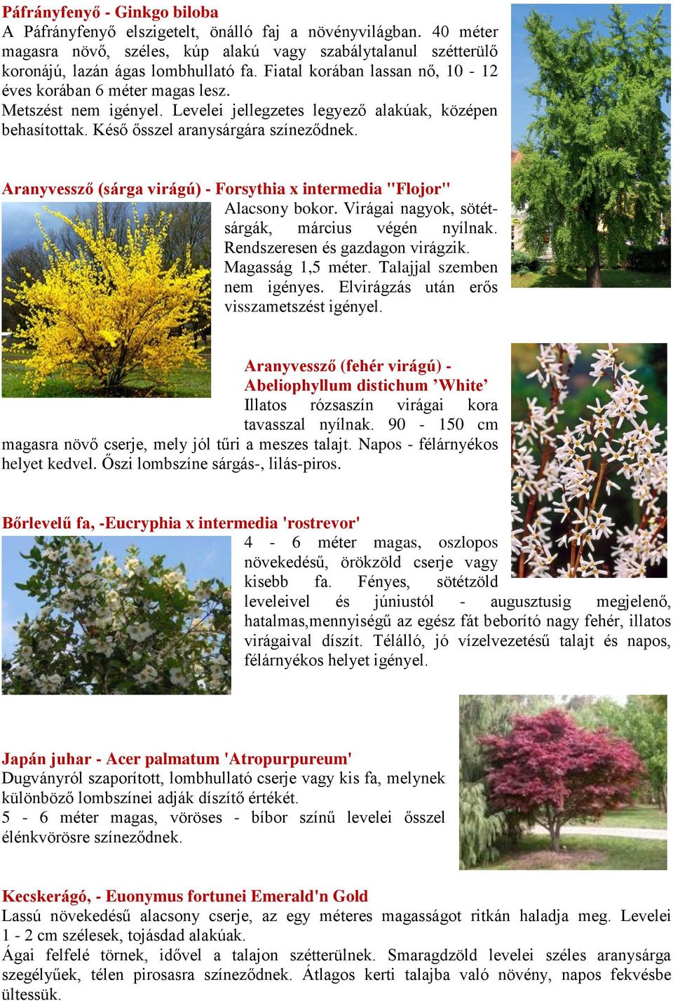 Aranyvessző (sárga virágú) - Forsythia x intermedia "Flojor" Alacsony bokor. Virágai nagyok, sötétsárgák, március végén nyílnak. Rendszeresen és gazdagon virágzik. Magasság 1,5 méter.