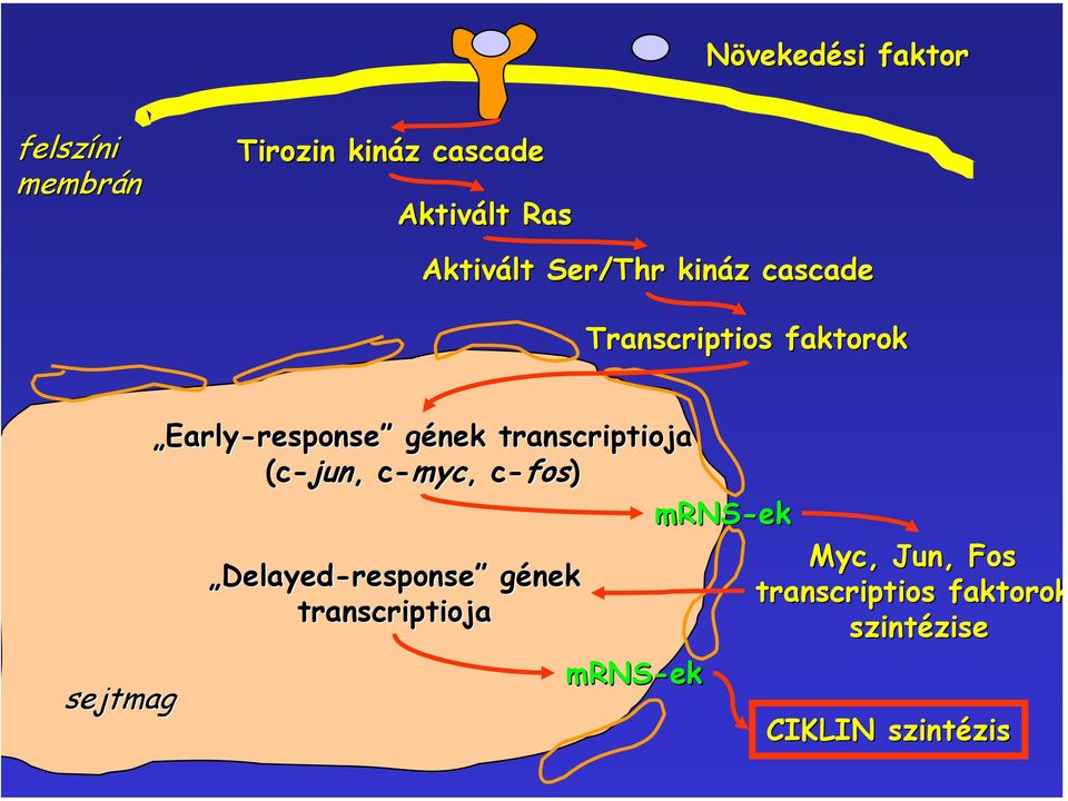 gének transcriptioja (c-jun, c-myc,, c c-fos) mrns-ek Myc, Jun,, Fos