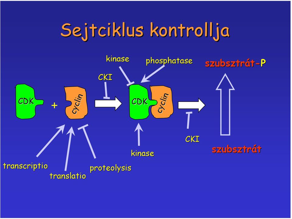 cyclin CDK cyclin cyclin kinase CKI