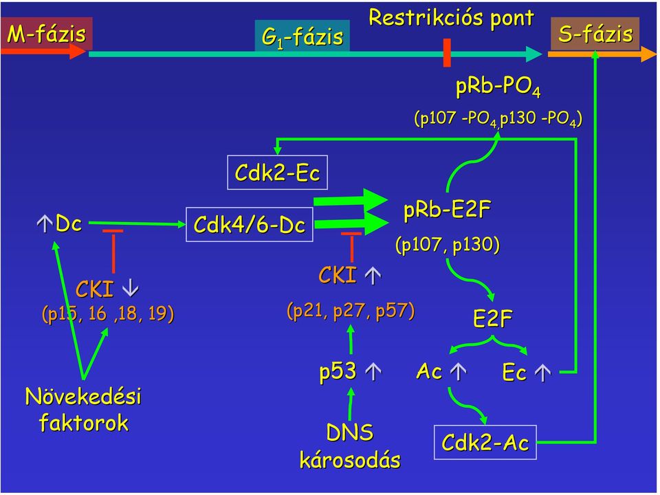 Cdk2-Ec Cdk4/6-Dc CKI (p21, p27, p57) prb-e2f (p107,