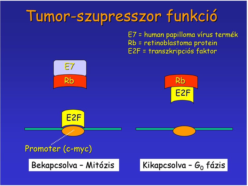 transzkripciós faktor E7 Rb Rb E2F E2F Promoter