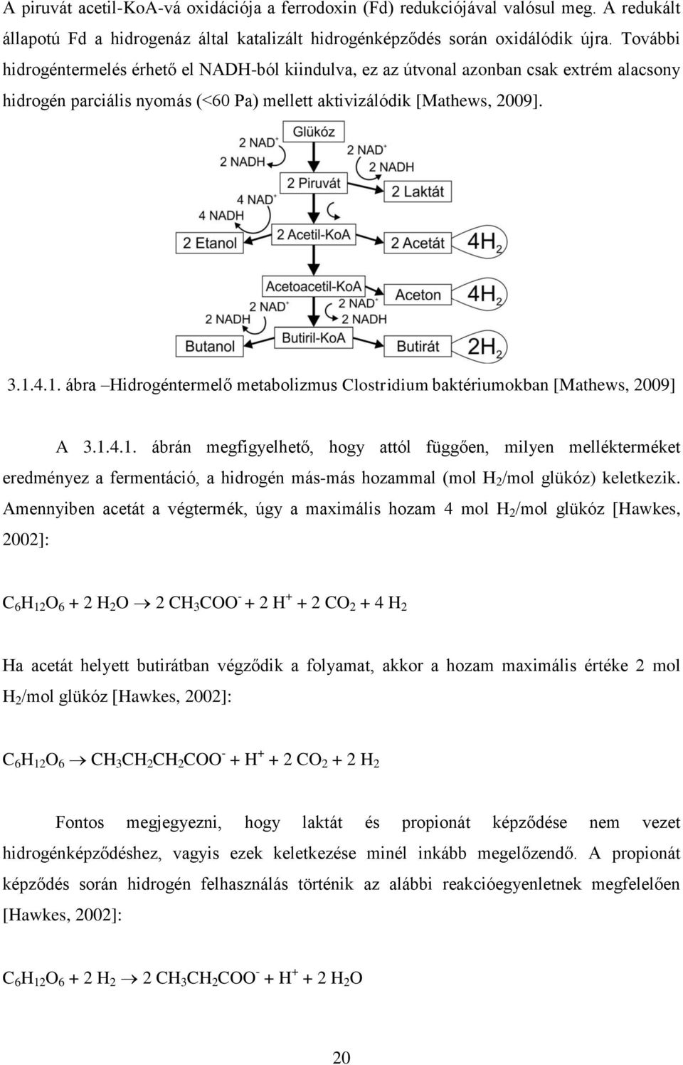 4.1. ábra Hidrogéntermelő metabolizmus Clostridium baktériumokban [Mathews, 2009] A 3.1.4.1. ábrán megfigyelhető, hogy attól függően, milyen mellékterméket eredményez a fermentáció, a hidrogén más-más hozammal (mol H 2 /mol glükóz) keletkezik.