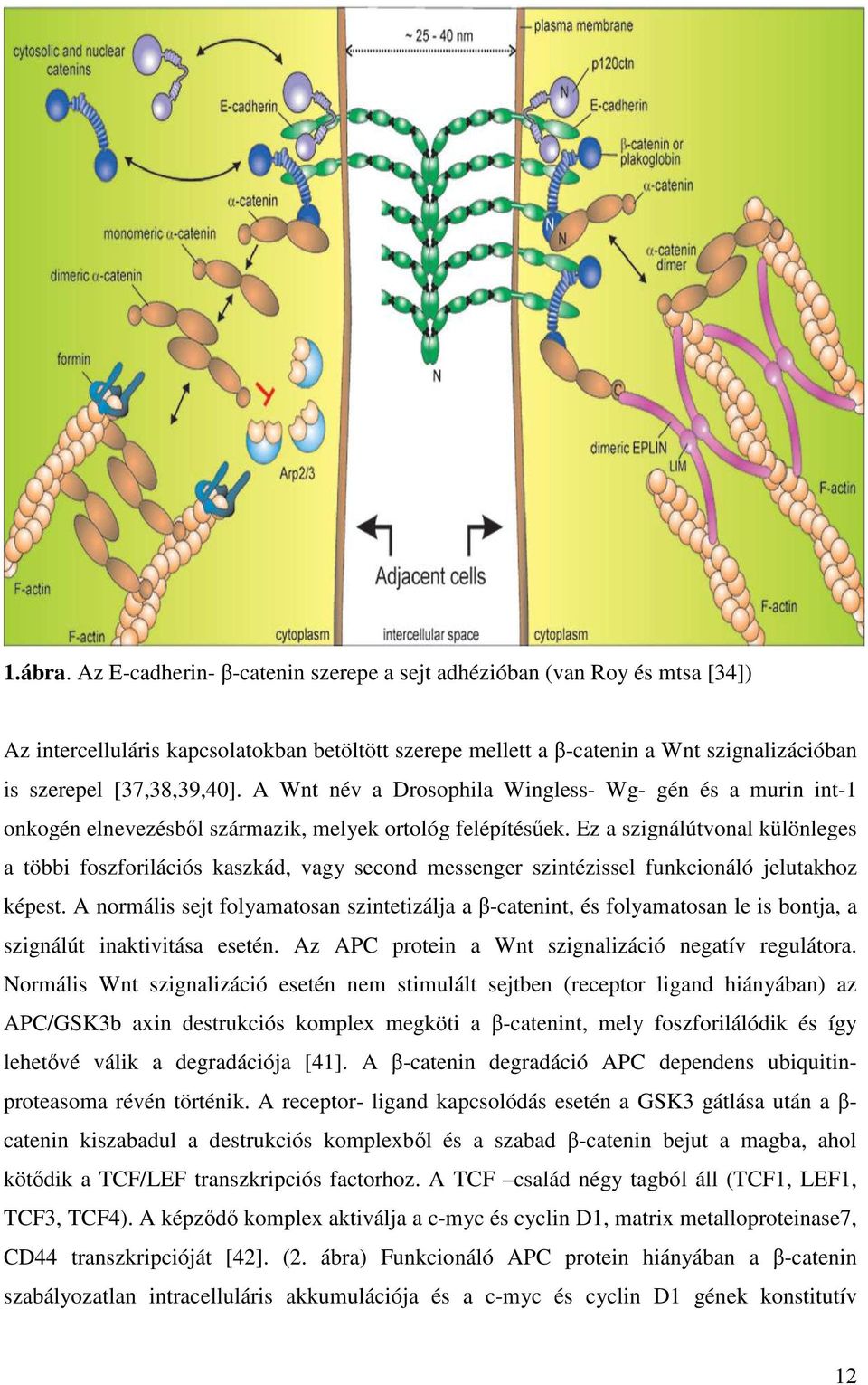 A Wnt név a Drosophila Wingless- Wg- gén és a murin int-1 onkogén elnevezésből származik, melyek ortológ felépítésűek.