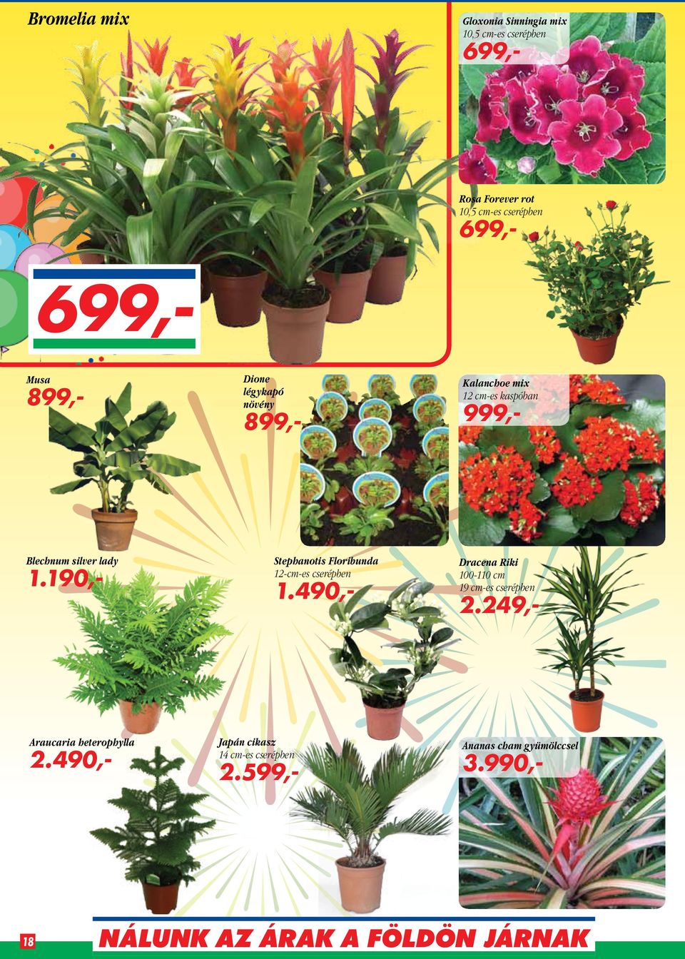 190,- Stephanotis Floribunda 12-cm-es cserépben 1.490,- Dracena Riki 100-110 cm 19 cm-es cserépben 2.