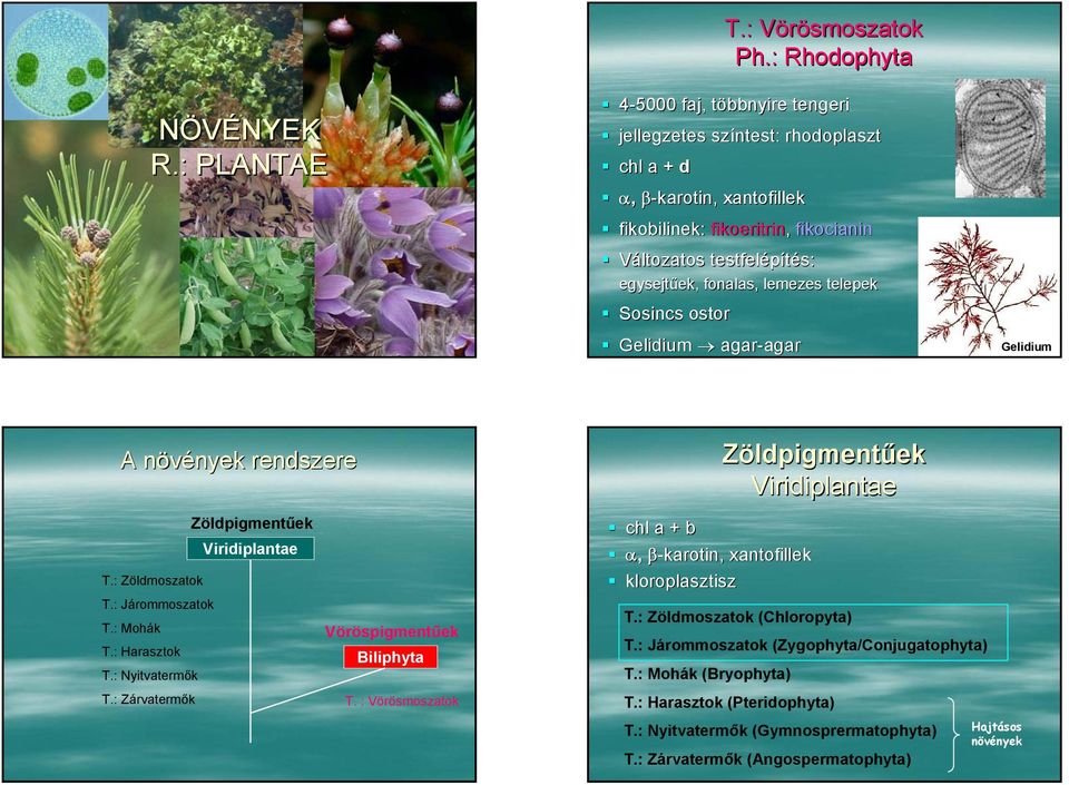 fonalas, lemezes telepek Sosincs ostor Gelidium agar-agar Gelidium A növények rendszere T.: Zöldmoszatok T.: Járommoszatok T.: Mohák T.: Harasztok T.: Nyitvatermők T.