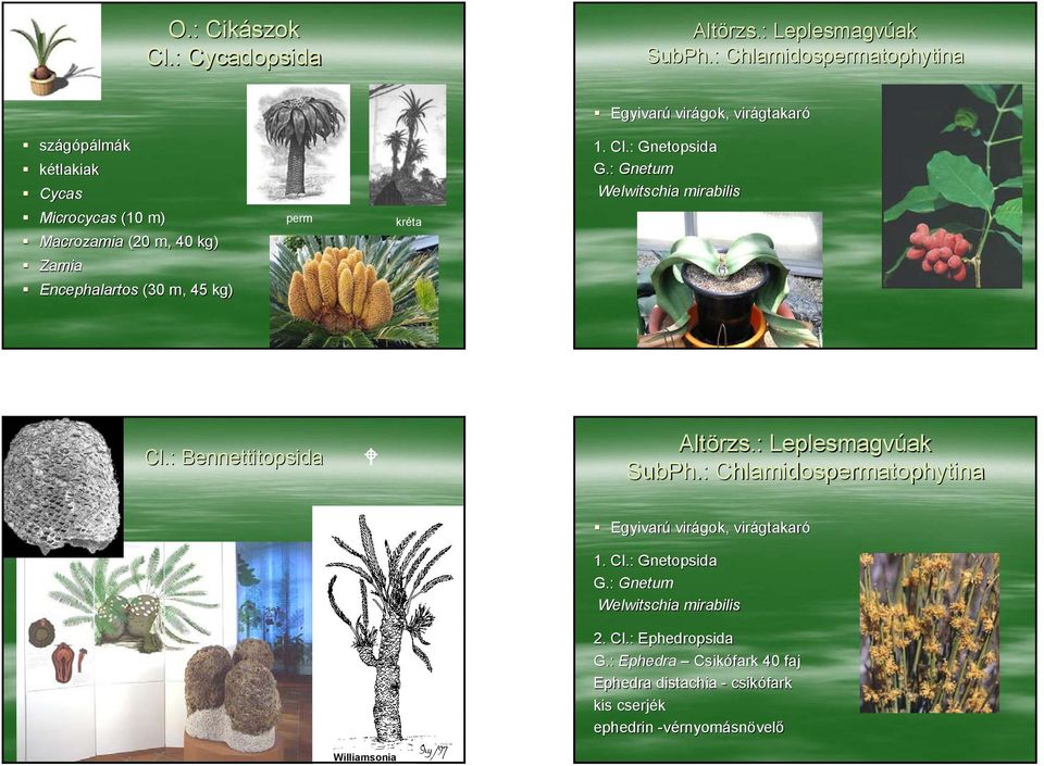 Encephalartos (30 m, 45 kg) perm kréta 1. Cl.: Gnetopsida G.: Gnetum Welwitschia mirabilis Cl.: Bennettitopsida Altörzs.: Leplesmagvúak SubPh.