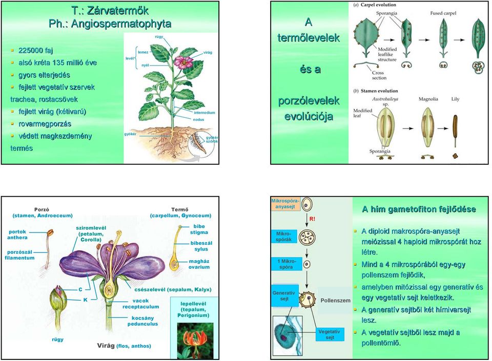 nyél rügy internodium nodus virág gyökér szőrök A termőlevelek és a porzólevelek evolúciója Porzó (stamen, Androeceum) portok anthera porzószál filamentum rügy sziromlevél (petalum, Corolla) C K