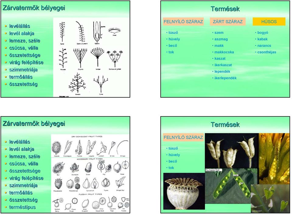 NÖVÉNYEK R.: PLANTAE. Zöldpigmentűek Viridiplantae. T.: Vörösmoszatok Ph.:  Rhodophyta. A növények rendszere - PDF Free Download