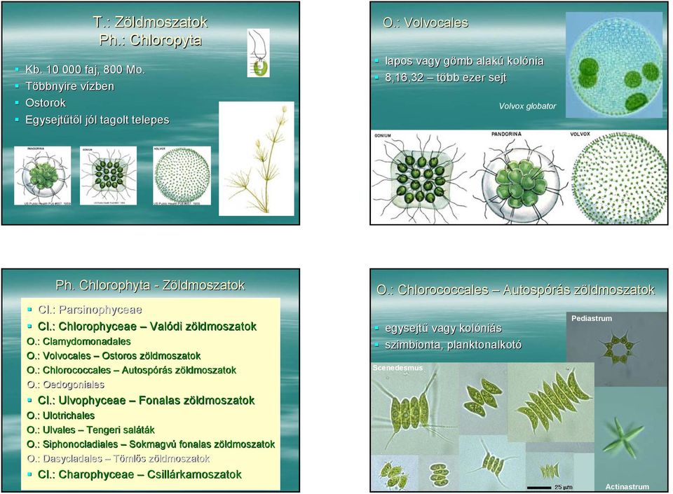 : Clamydomonadales O.: Volvocales Ostoros zöldmoszatok O.: Chlorococcales Autospórás zöldmoszatok O.: Oedogoniales Cl.: Ulvophyceae Fonalas zöldmoszatok O.: Ulotrichales O.