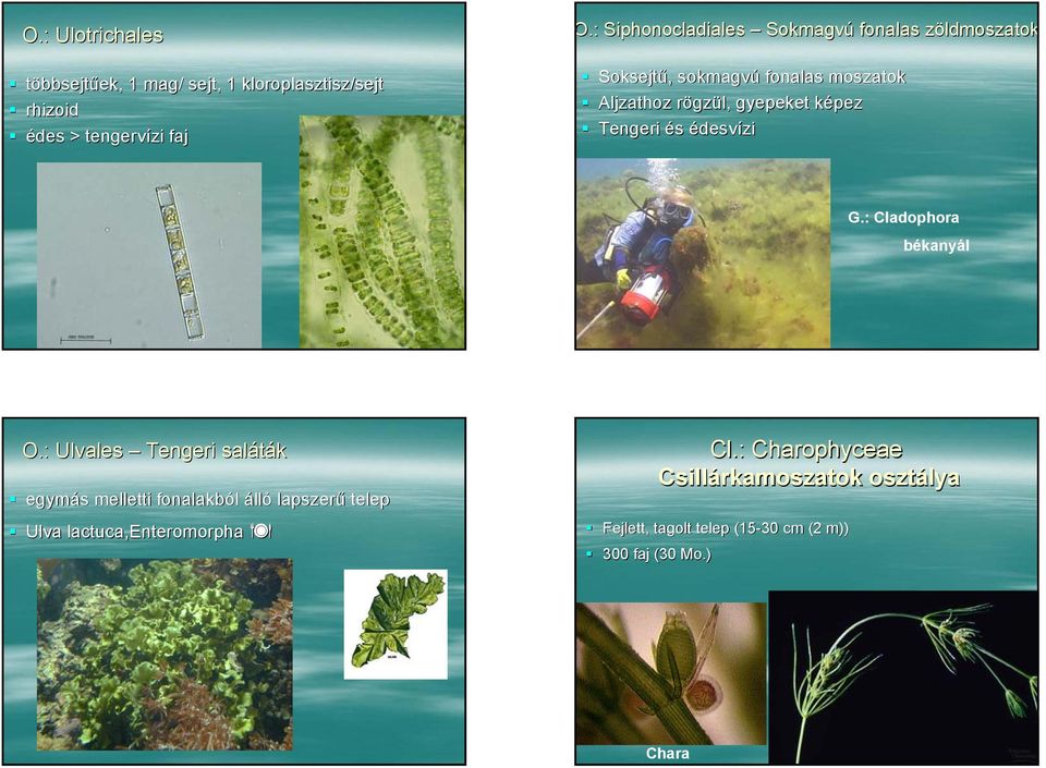 NÖVÉNYEK R.: PLANTAE. Zöldpigmentűek Viridiplantae. T.: Vörösmoszatok Ph.:  Rhodophyta. A növények rendszere - PDF Free Download