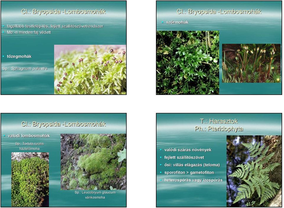 NÖVÉNYEK R.: PLANTAE. Zöldpigmentűek Viridiplantae. T.: Vörösmoszatok Ph.:  Rhodophyta. A növények rendszere - PDF Free Download