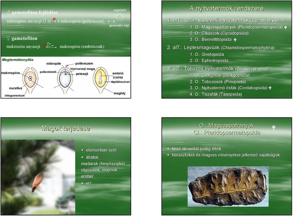 táplálószövet maghéj A nyitvatermők rendszere 1. alt.: Szárnyaslevelű nyitvatermők (Cycadophyitina) 1. O.: Magvaspáfrányok (Pteridopsermatopsida) 2. O.: Cikászok (Cycadopsida) 3. O.: Bennettitopsida 2.