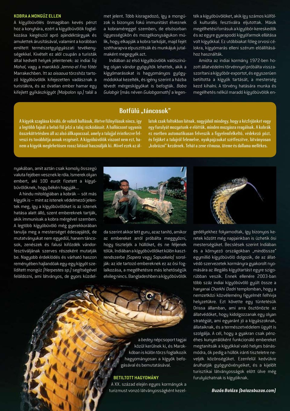Itt az aisaoua törzshöz tartozó kígyóbûvölôk kifejezetten vadásznak a turistákra, és az óvatlan ember hamar egy kifejlett gyíkászkígyót (Malpolon sp.