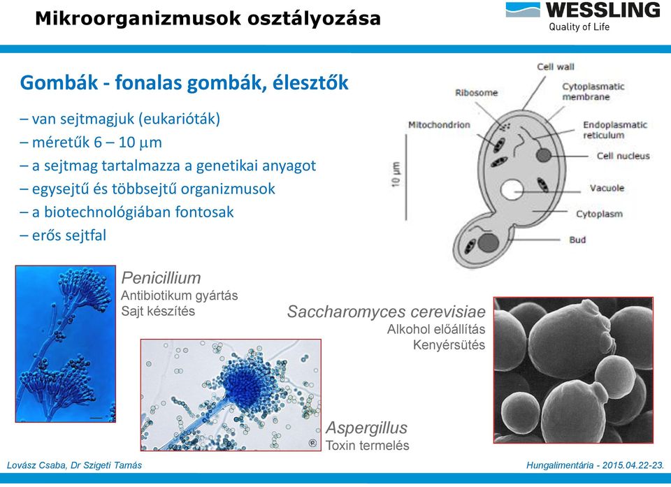 többsejtű organizmusok a biotechnológiában fontosak erős sejtfal Penicillium Antibiotikum