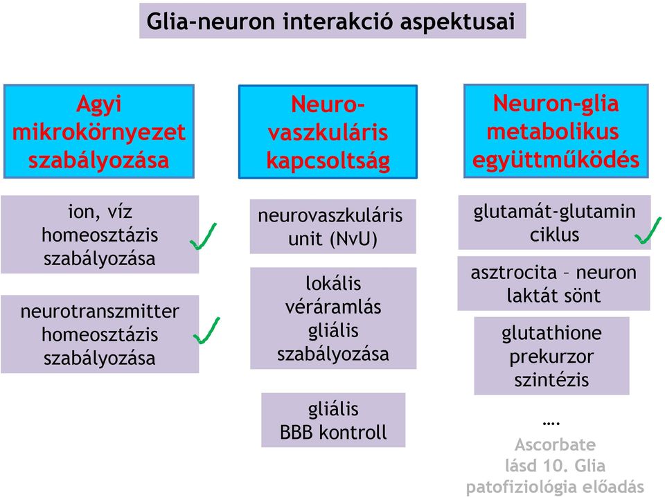 neurovaszkuláris unit (NvU) lokális véráramlás gliális szabályozása gliális BBB kontroll glutamát-glutamin