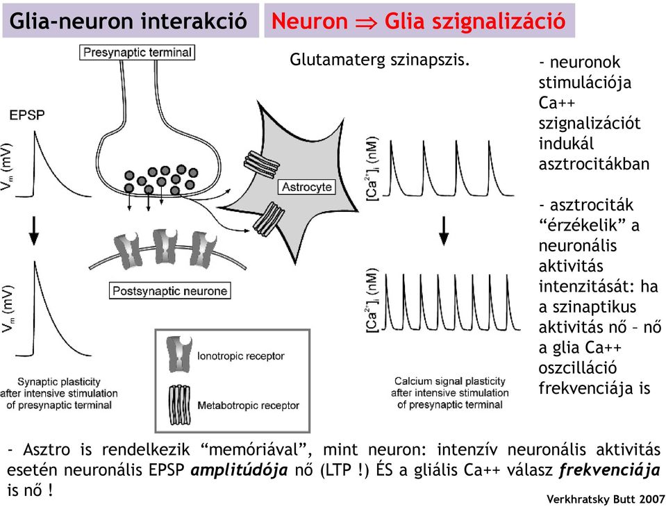 intenzitását: ha a szinaptikus aktivitás nő nő a glia Ca++ oszcilláció frekvenciája is - Asztro is rendelkezik