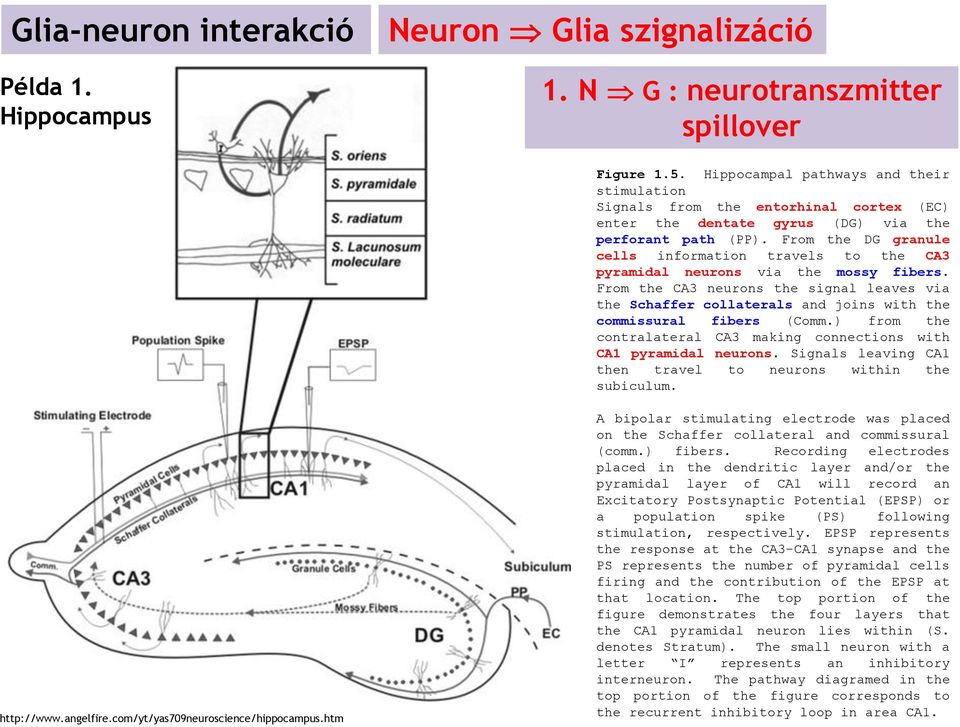 From the DG granule cells information travels to the CA3 pyramidal neurons via the mossy fibers.