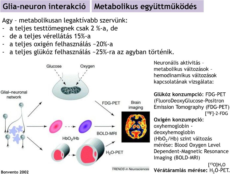 Bonvento 2002 Neuronális aktivitás metabolikus változások hemodinamikus változások kapcsolatának vizsgálata: Glükóz konzumpció: FDG-PET (FluoroDeoxyGlucose-Positron