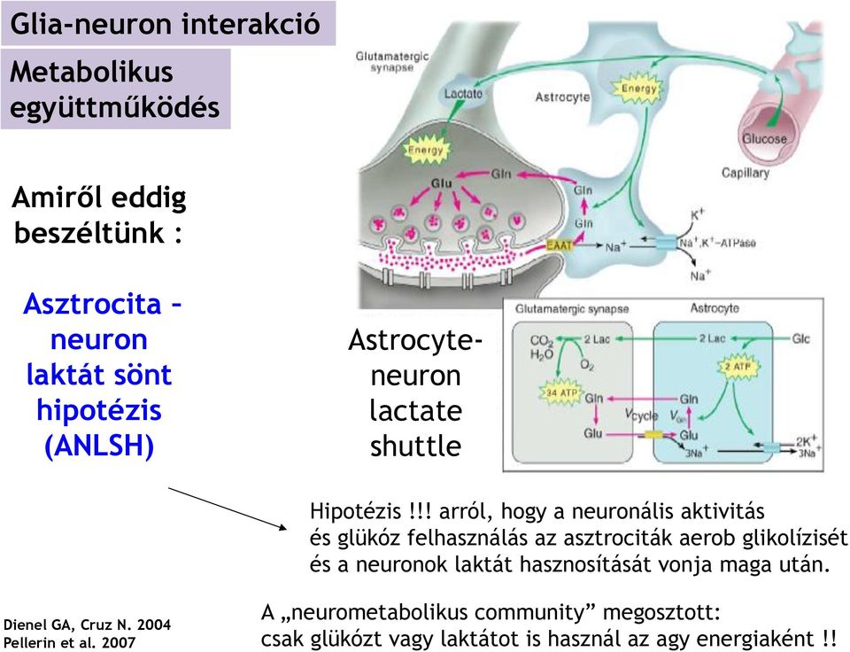 !! arról, hogy a neuronális aktivitás és glükóz felhasználás az asztrociták aerob glikolízisét és a neuronok