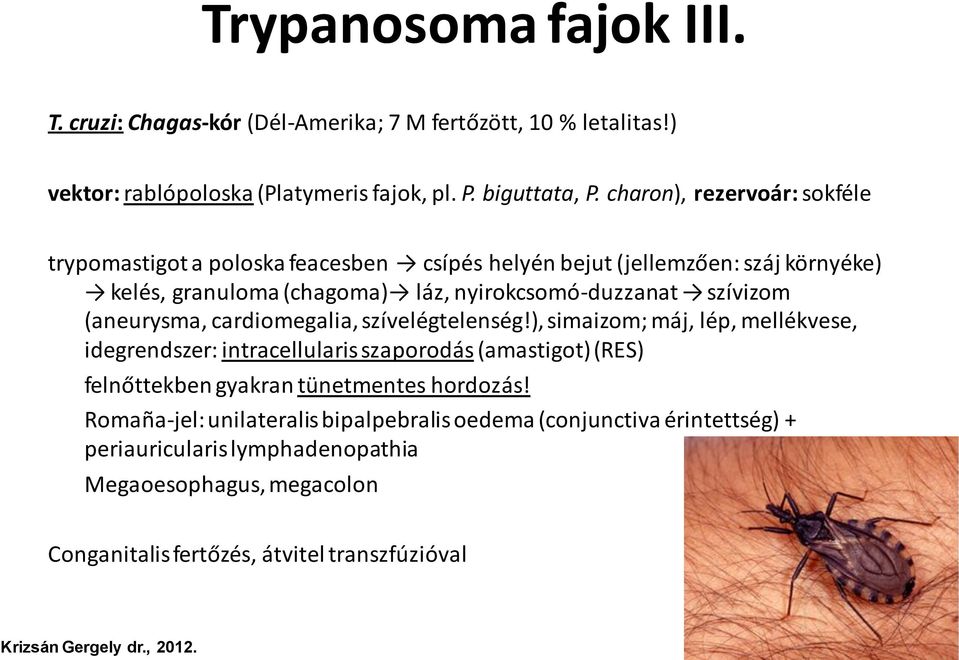 szívizom (aneurysma, cardiomegalia, szívelégtelenség!