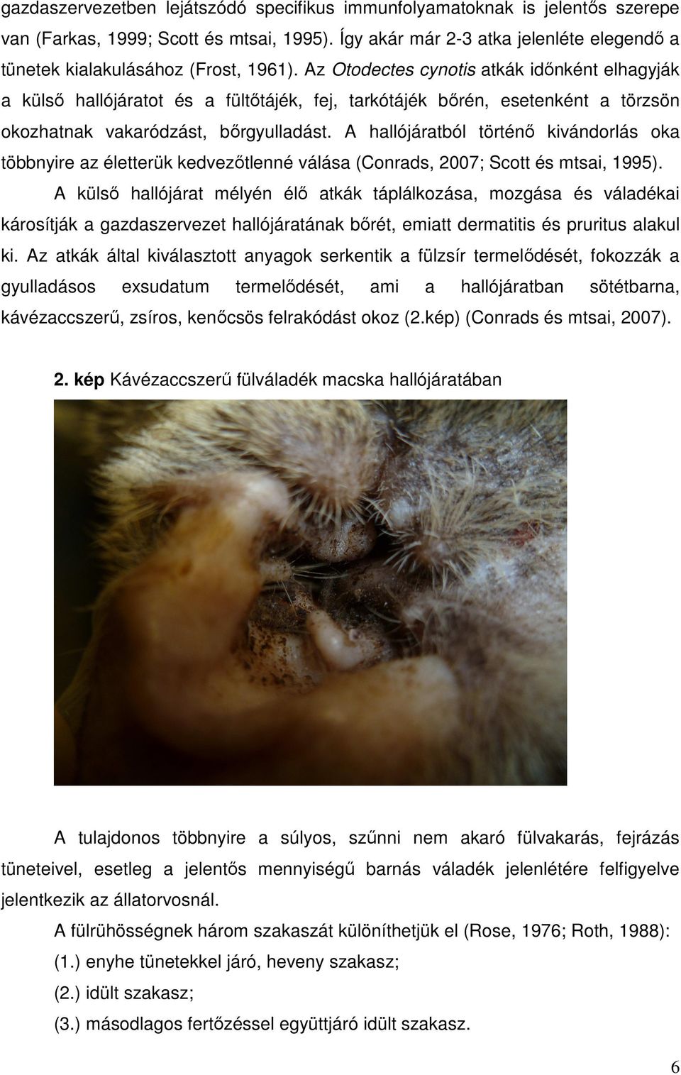 Az Otodectes cynotis atkák időnként elhagyják a külső hallójáratot és a fültőtájék, fej, tarkótájék bőrén, esetenként a törzsön okozhatnak vakaródzást, bőrgyulladást.