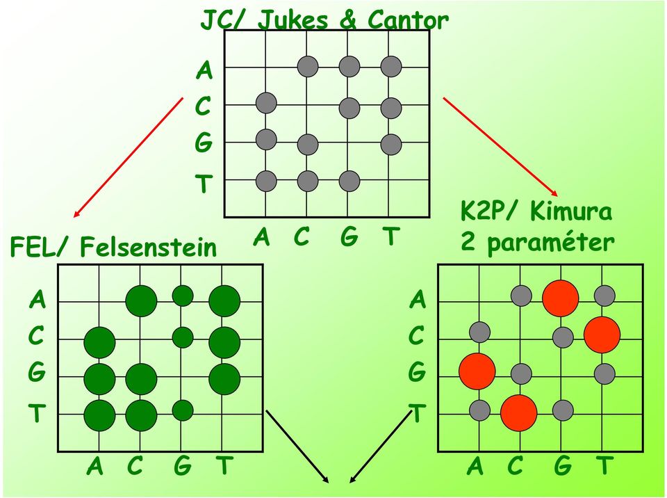 K2P/ Kimura 2 paraméter