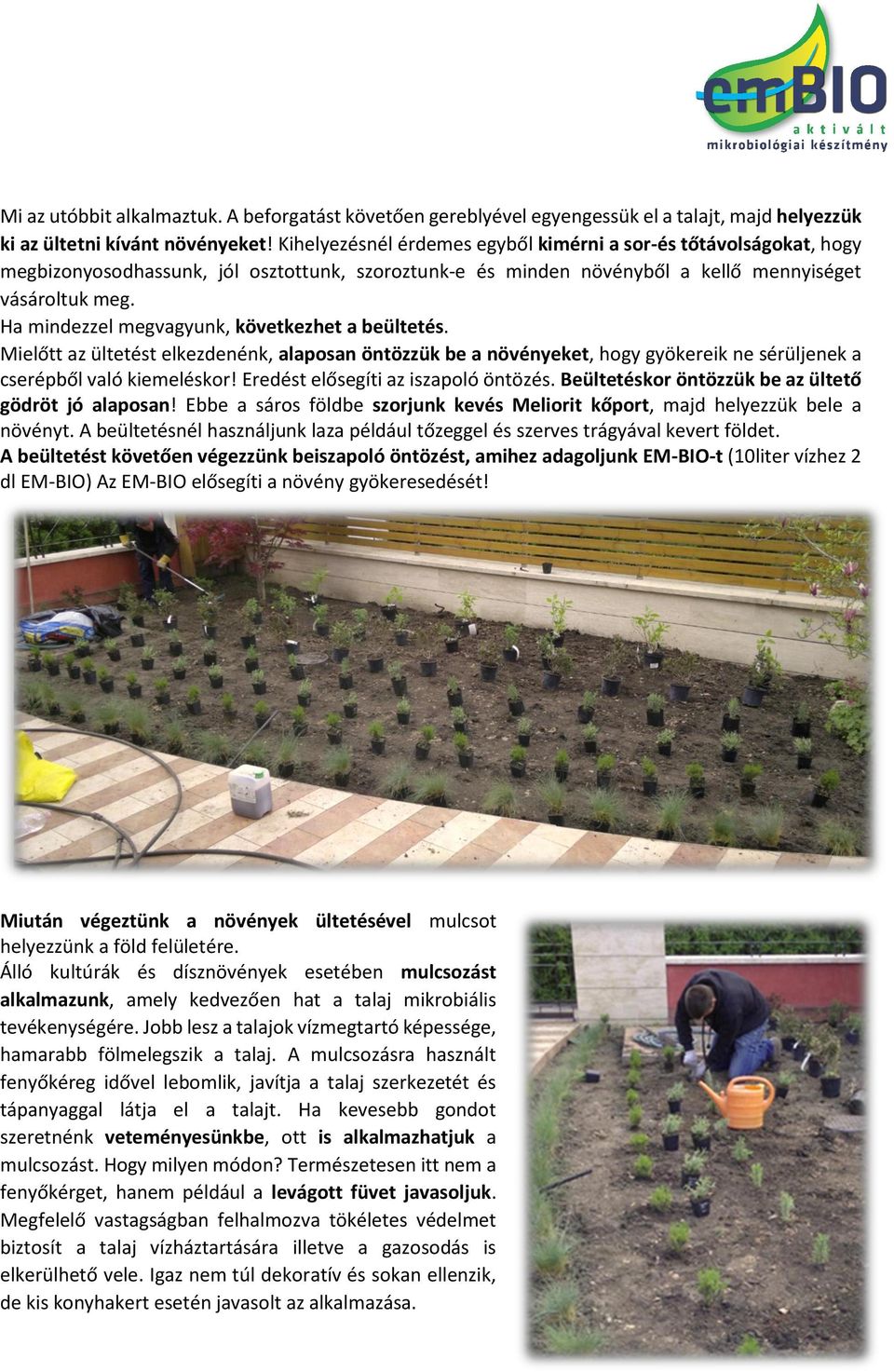 Ha mindezzel megvagyunk, következhet a beültetés. Mielőtt az ültetést elkezdenénk, alaposan öntözzük be a növényeket, hogy gyökereik ne sérüljenek a cserépből való kiemeléskor!