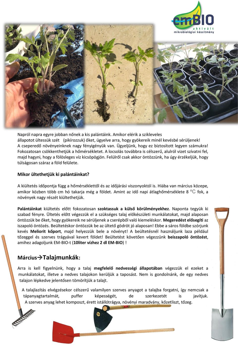 A locsolás továbbra is célszerű, alulról vizet szívatni fel, majd hagyni, hogy a fölösleges víz kicsöpögjön. Felülről csak akkor öntözzünk, ha úgy érzékeljük, hogy túlságosan száraz a föld felülete.
