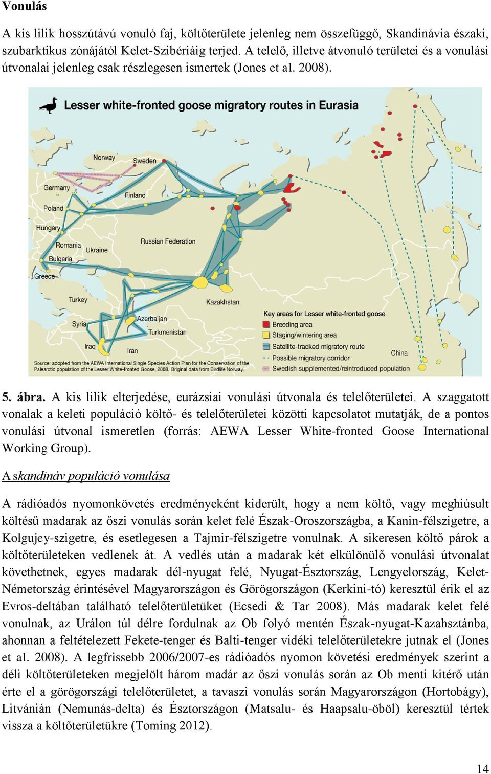 A szaggatott vonalak a keleti populáció költő- és telelőterületei közötti kapcsolatot mutatják, de a pontos vonulási útvonal ismeretlen (forrás: AEWA Lesser White-fronted Goose International Working