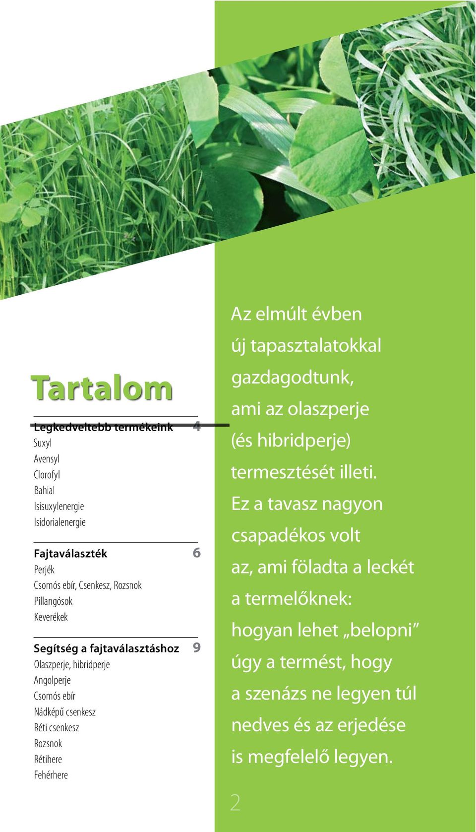 Rétihere Fehérhere Az elmúlt évben új tapasztalatokkal gazdagodtunk, ami az olaszperje (és hibridperje) termesztését illeti.