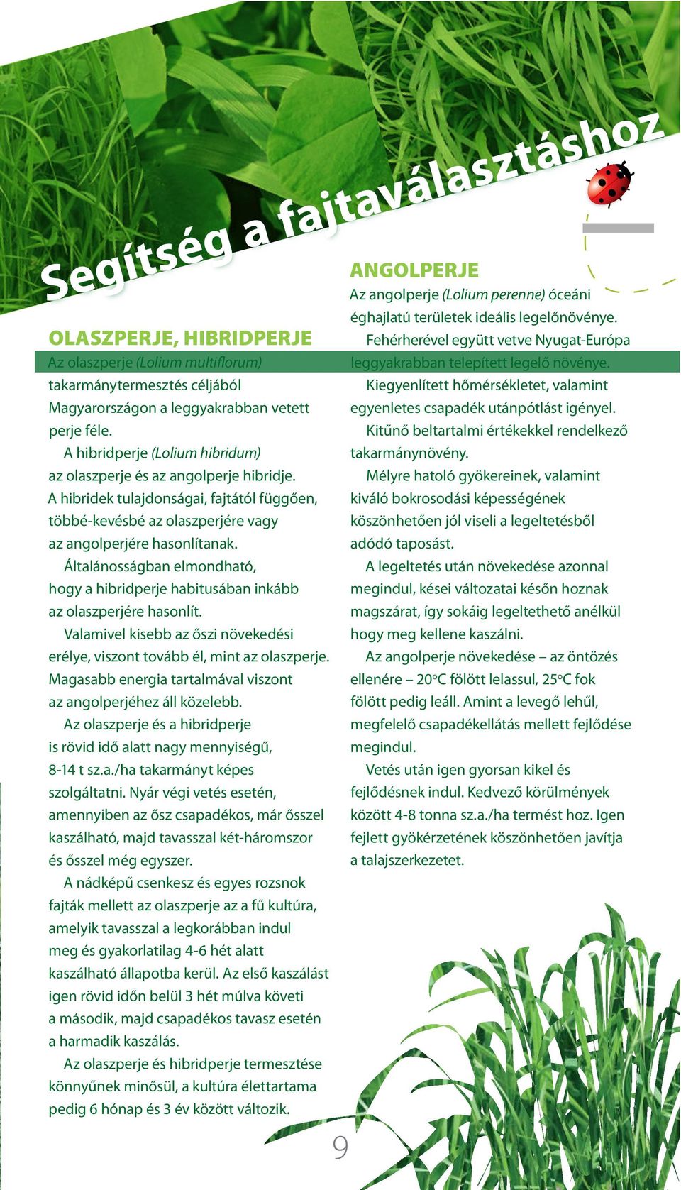 Valamivel kisebb az őszi növekedési erélye, viszont tovább él, mint az olaszperje. Magasabb energia tartalmával viszont az angolperjéhez áll közelebb.