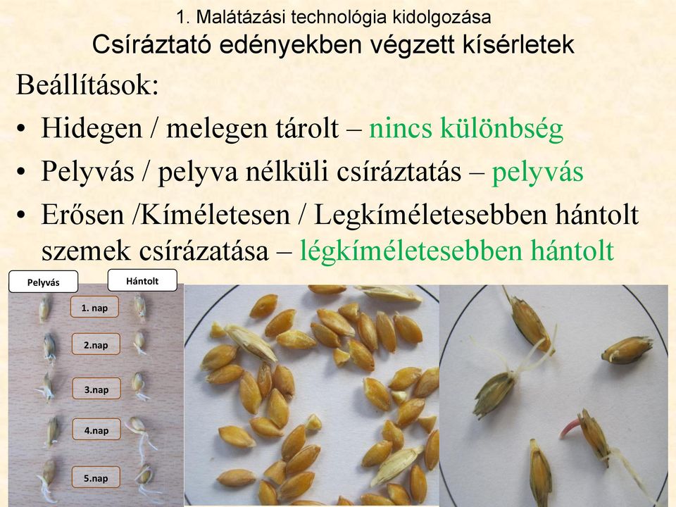 csíráztatás pelyvás Erősen /Kíméletesen / Legkíméletesebben hántolt szemek