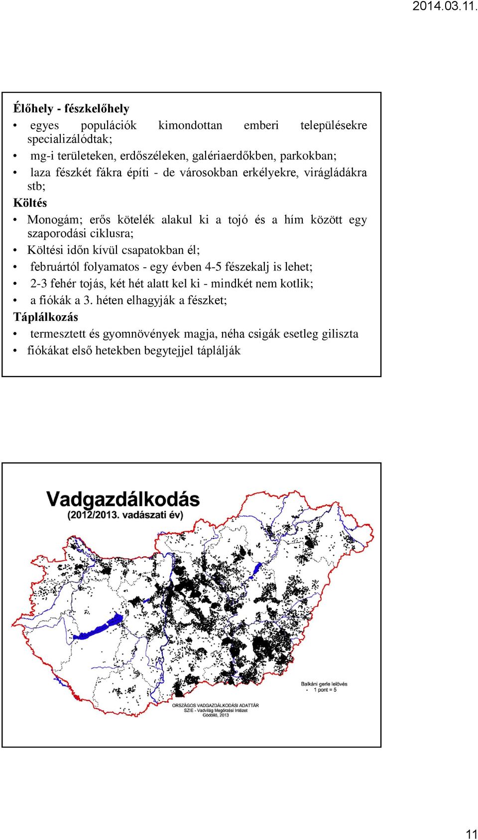 Költési időn kívül csapatokban él; februártól folyamatos - egy évben 4-5 fészekalj is lehet; 2-3 fehér tojás, két hét alatt kel ki - mindkét nem kotlik; a